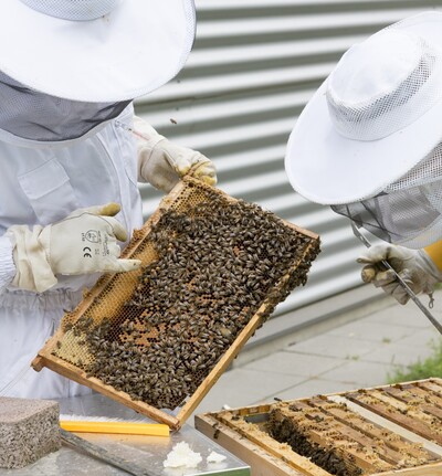 Kontrolle der Bienengesundheit