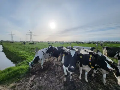 Weidegang der K&uuml;he