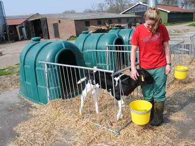 Beim K&auml;lber f&uuml;ttern