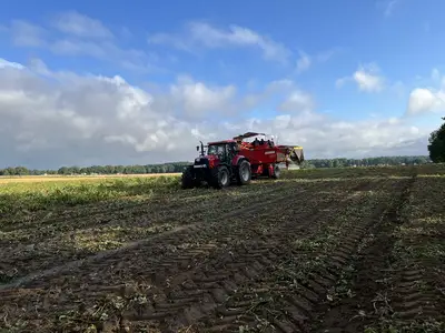 Kartoffelernte 