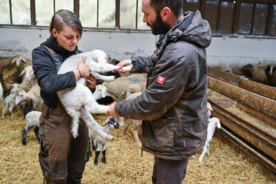 Tierwirt*in Schafhaltung Ebene 3