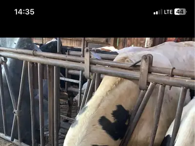 Bulle bei den Rindern