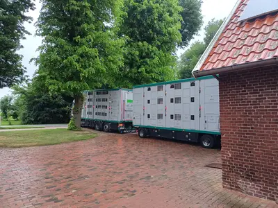 Verladen der Mastschweine