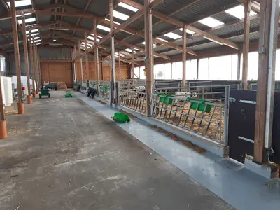 neuer K&auml;lberstall mit Milchbars