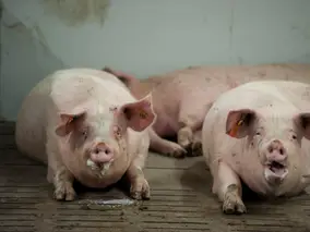 Gruppenhaltung im Laufstall