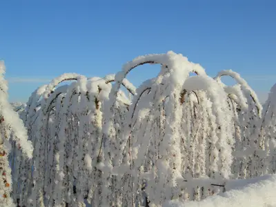 Salix (Weide) im Winter