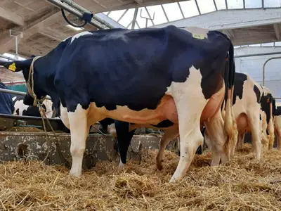 F&auml;rsen aus unserem Betrieb auf der Zuchtviehauktion in Leer