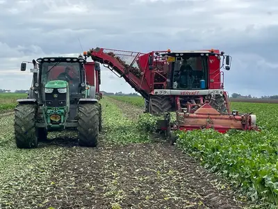 Zuckerr&uuml;ben Ernte 