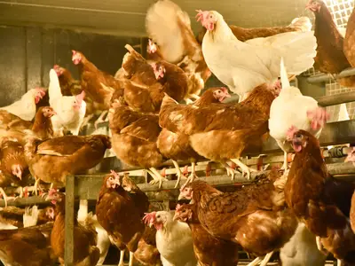 Legehennen auf Sitzstange