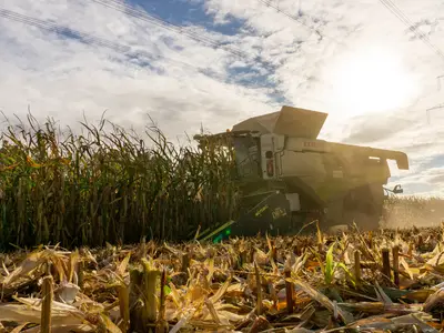 K&ouml;rnermaisernte