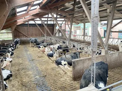 Boxenlaufstall f&uuml;r Trockensteher