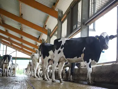 Brokering Milch KG