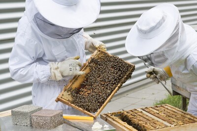 Kontrolle der Bienengesundheit