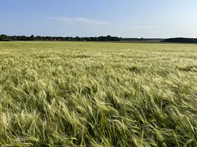 Cord-Peter von der Wroge jun.