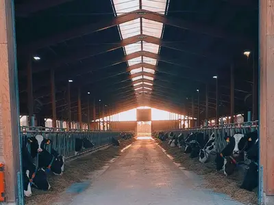 Boxenlaufstall
