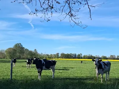 Weideaufenthalt f&uuml;r tragende Rinder