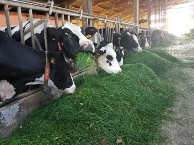 F&uuml;tterungsversuch