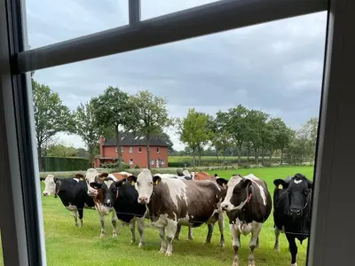 ..auch zu Haus schauen die K&uuml;he vorbei :)