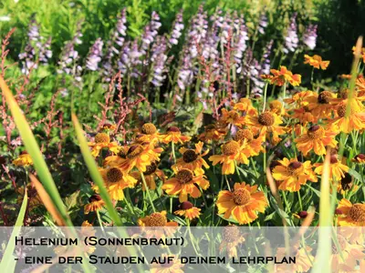 Sind Stauden nicht sch&ouml;n?!