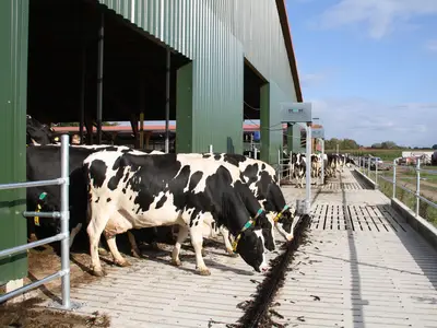 Der erste Gang zum neuen Melkstand