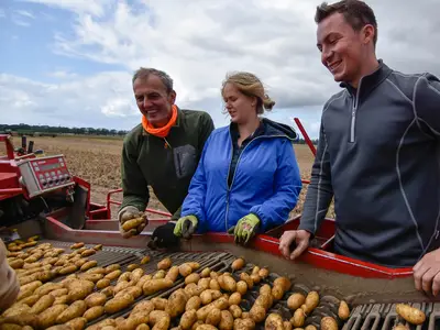 Kartoffeln sortieren auf dem Roder