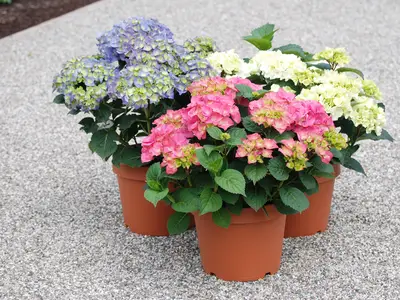 Unsere bunte Vielfalt bei Bauernhortensien