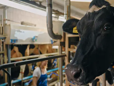 K&uuml;he sind unsere Leidenschaft