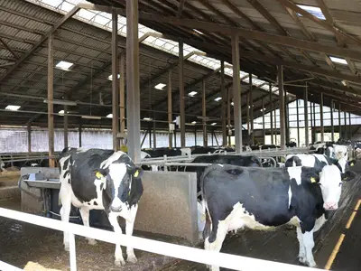 Rinder: Unsere Leidenschaft