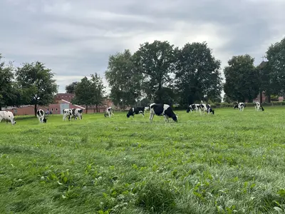 im Sommer kommt unser Jungvieh auf die Weide