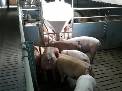 Schweinemast mit Ringelschwanz