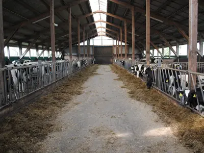 Der Milchviehstall