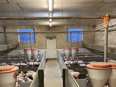Einblick in den Ferkelaufzuchtstall