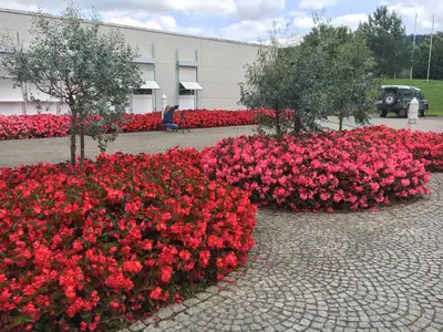 Bepflanzung mit Sommerflor - Begonien
