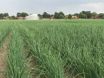 Beregnung in den Zwiebeln