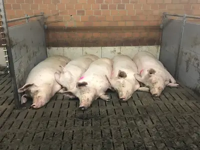 Sauen in der Gruppenhaltung