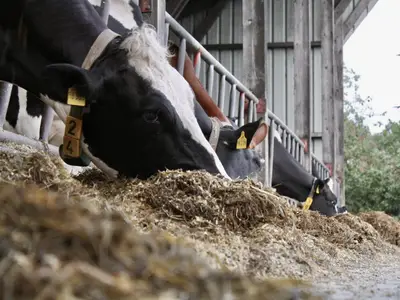 K&uuml;he am Futtertisch 