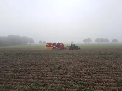 Kartoffeln roden im Team