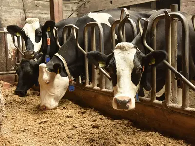 Milchk&uuml;he im Stall