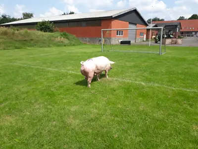 Jolanthe st&uuml;rmt aufs Tor