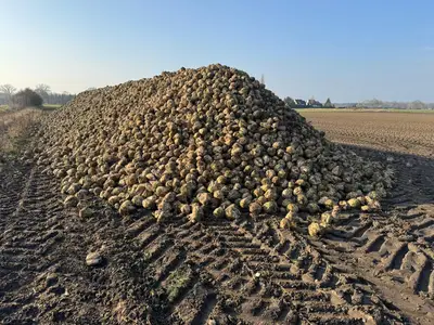 Zuckerr&uuml;ben Miete