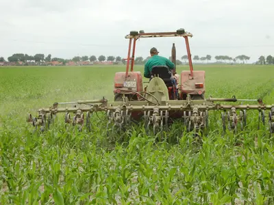 Bestandspflege im Mais