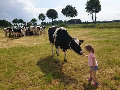 Rinder auf der Weide