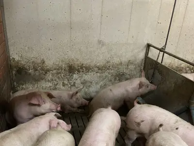 Schweine im Maststall