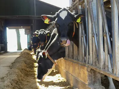 Rinder sind unsere Leidenschaft