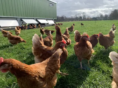 Unsere Freilandh&uuml;hner vor dem H&uuml;hnermobil