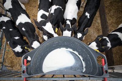 Rinderhaltung in einem Milchviehbetrieb