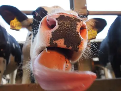 Brokering Milch KG