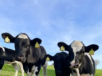 weibl. K&auml;lber (Nachzucht)