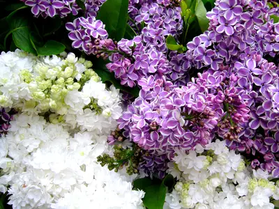 Fliederbesonderheiten - gef&uuml;llt oder zweifarbig aus unserer Kircher Collection&reg;