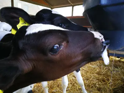 K&auml;lber tr&auml;nken